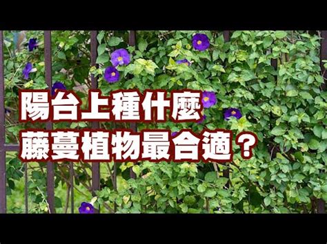 藤蔓植物爬藤類植物圖鑑|藤本植物